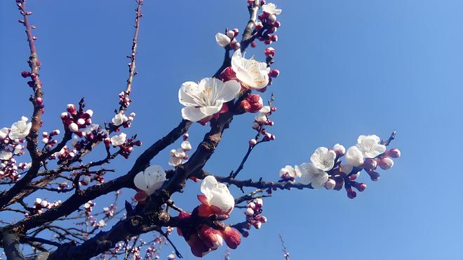 一枝红杏最新章节，生命之美与成长之力的探寻之旅